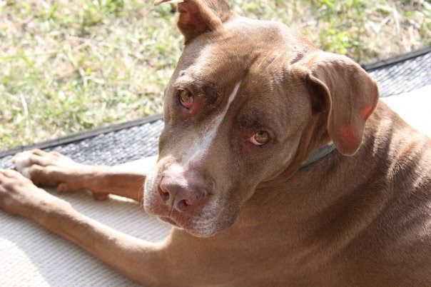 An American Staffordshire terrier, a breed of pit bull. (Kayla Empey/Ryersonian)
