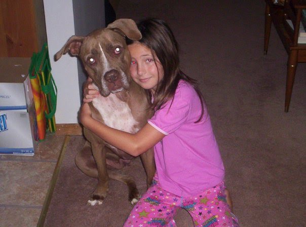 is the american pit bull terrier legal in canada