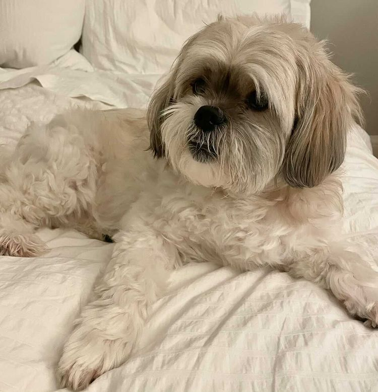 a white dog laying down on all four legs on a white blanket