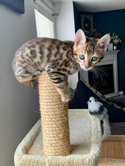 A brown spotted cat sits on top of a brown, cylindrical wool stand