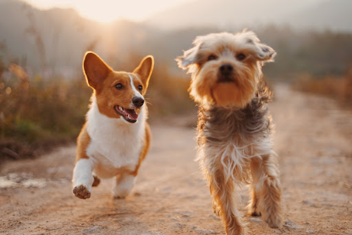 two small brown dogs running on a dirt path as the sun sets