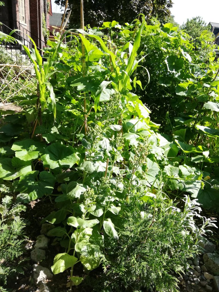 a green shrub