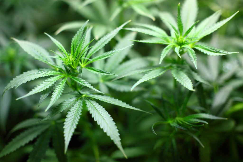 Closeup photo of Cannabis plants.
