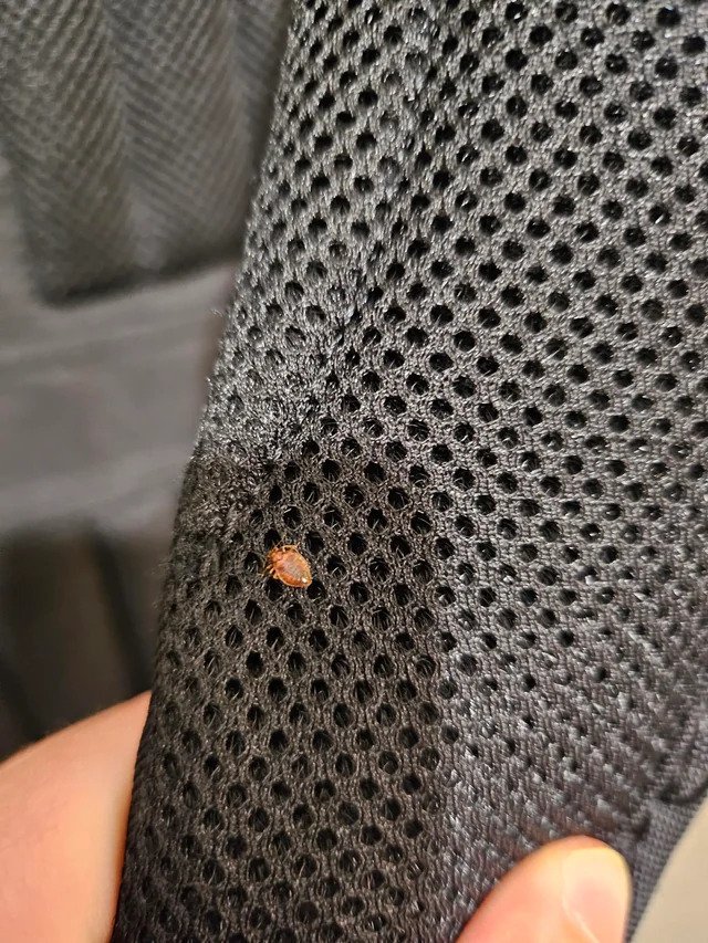 Bedbugs reported at TMU
