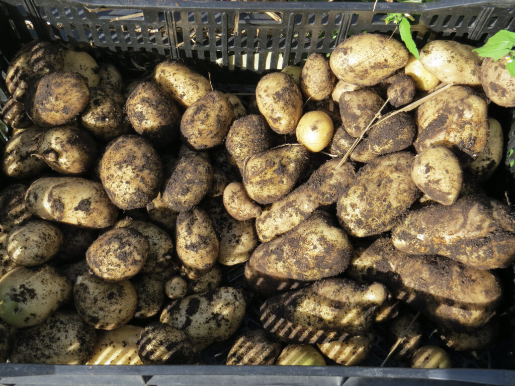 Basket full of potatoes freshly harvested. 