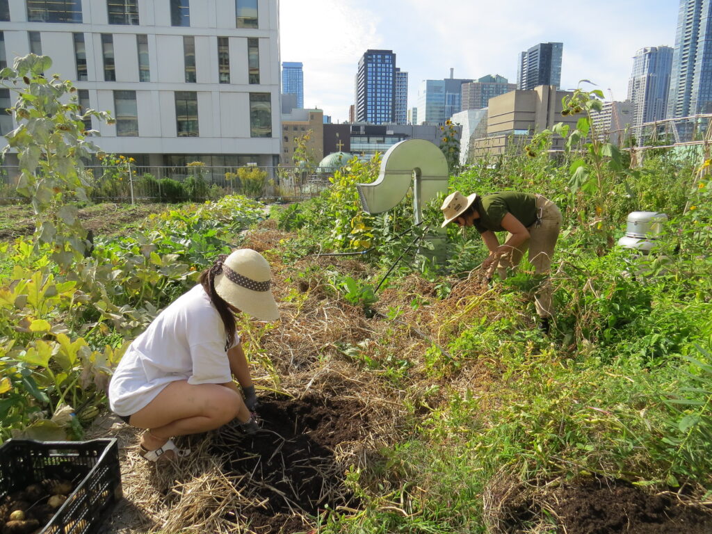 Two harvesters in the rooftop garden picking potatoes.