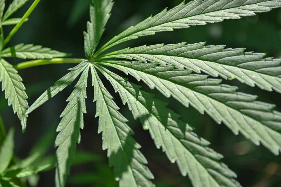 A close-up of a green marijuana plant.