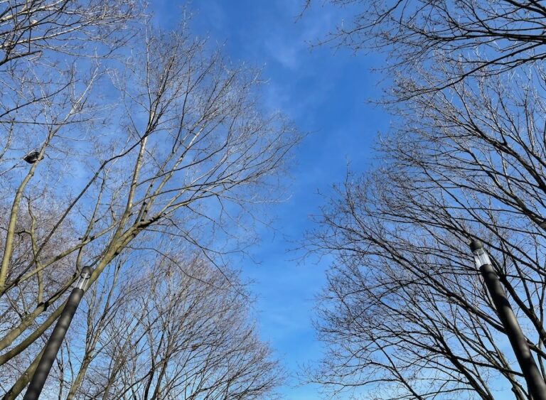 Blue sky with white clouds and trees with brown branches and no leaves.
