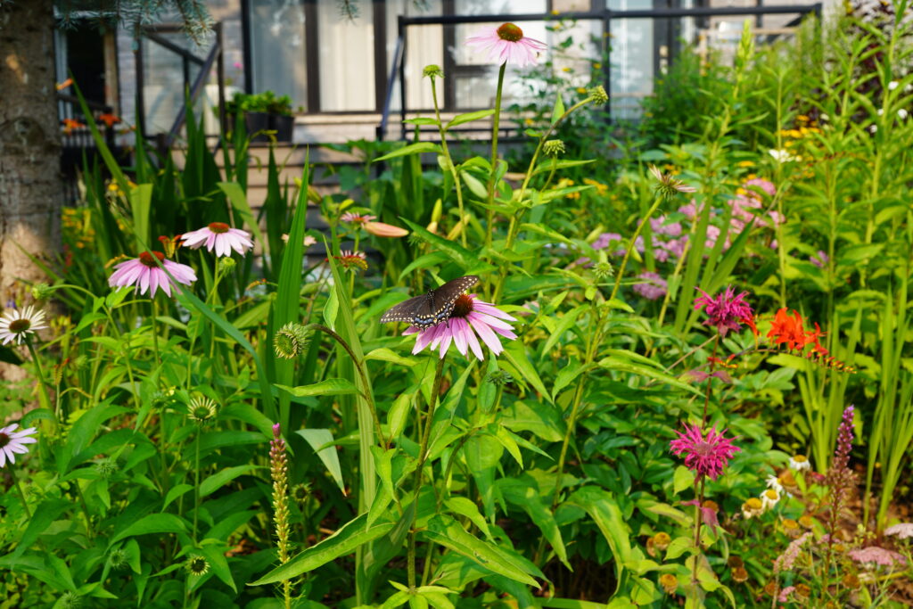 Black swallowtail on purple coneflower (Submitted by Dorte Windmuller)