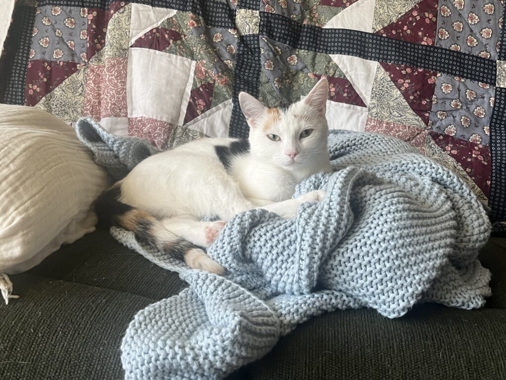 A white cat with a grey and orange tail sits on a blue blanket and stares straight ahead into a camera