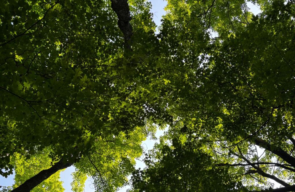 A canopy of trees. (OTR/Amulyaa Dwivedi)