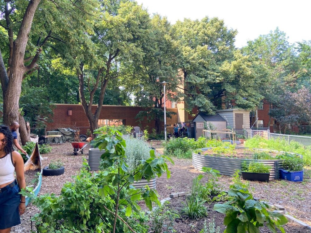 A photo of a sunny garden with many different plants.
