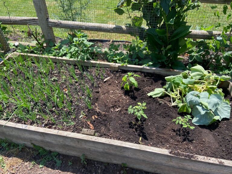 A closeup photo of vegetables that are ready to be picked.