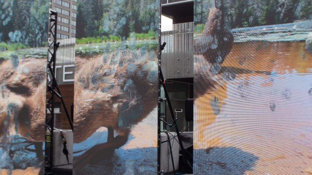 Three screens with images showing the same picture of a furry animal.